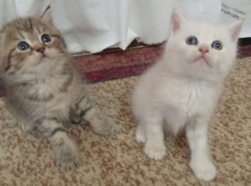 Британские котята.Акция!За двоих 700.000! — фото 8