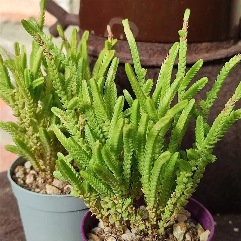 Крассула мускоза (Crassula muscosa) — фото 1