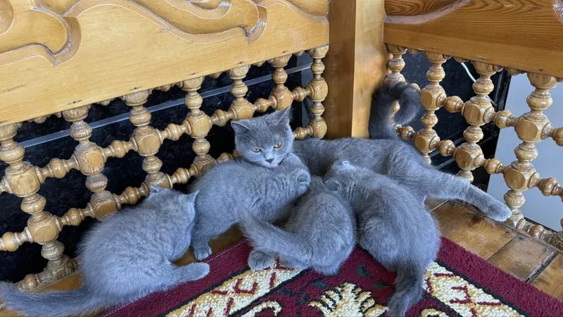 Британские кошки — фото 1