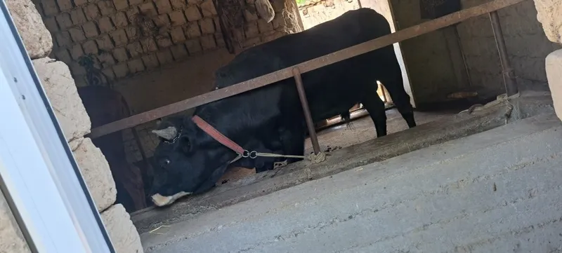 Хукиз навос катта — фото 2