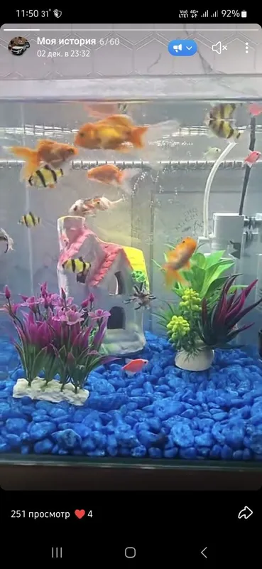 Akvariyum zor zor