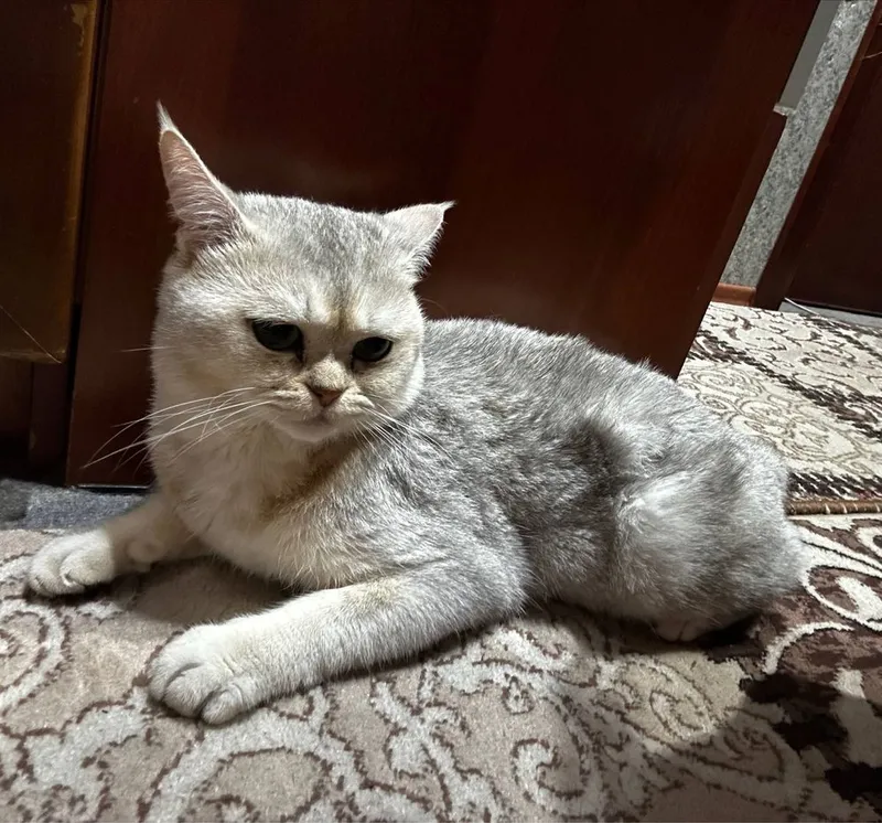 British Shorthair — фото 1