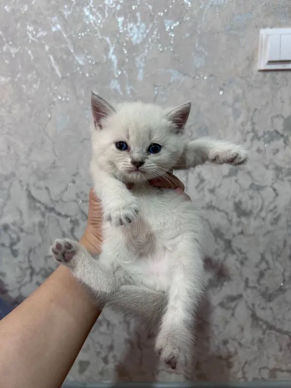 Продаются котята / Мушук болалари сотилади — фото 3