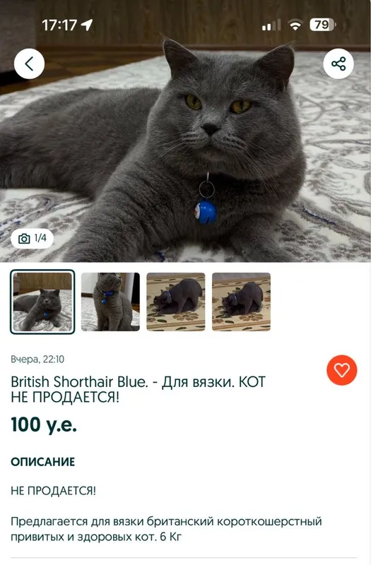 British shorthair на продажу (Брон) 2