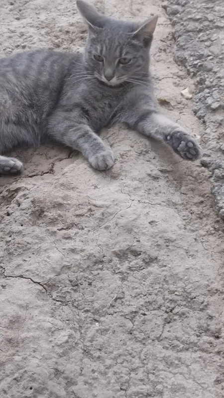 хадиъяга кошки 2 хадиъяга кошки 2