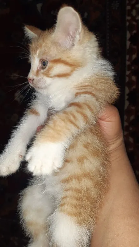 Котята в добрые руки.
