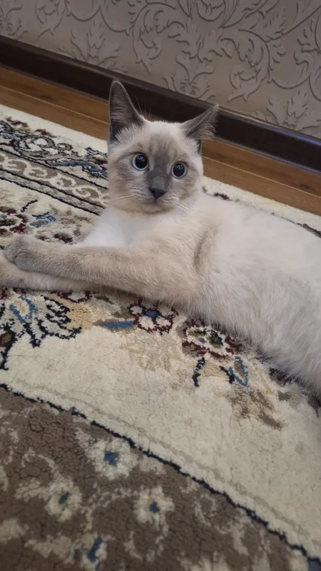 Haqiqiy oilaviy jinsiy aloqa guruhi