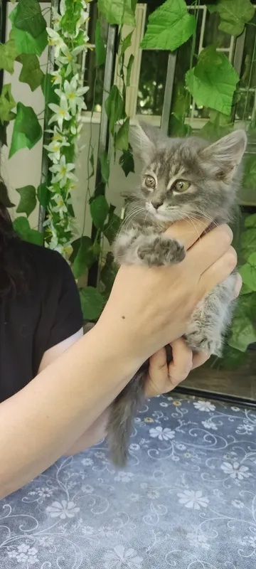 Котенок мальчик пушистый