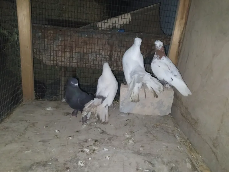 pavulin 1 juft 4 tasi 200 ming