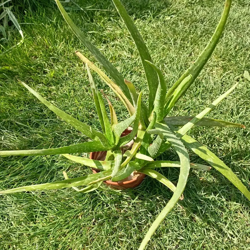 Алоэ вера (Aloe vera) — 25 см — фото 3
