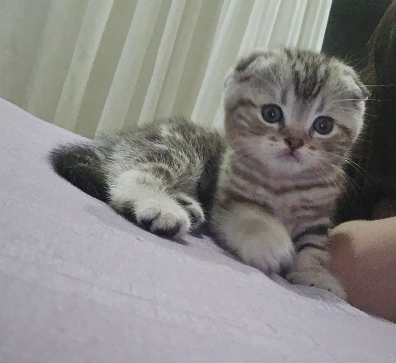 Продаются породистые котята скотиш фолд 2 девочки и 2 мальчика — фото 1