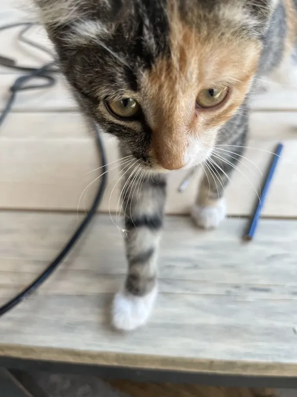 котенек ищет дом 3