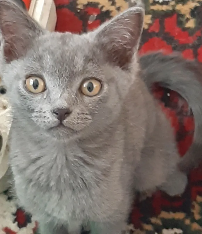 britanski shirin mushular
