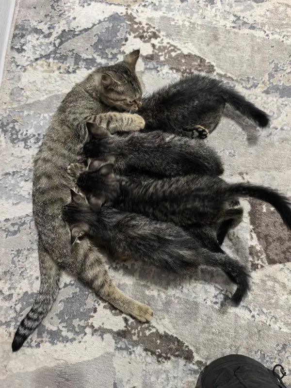 Отдам даром котят в добрые руки. 2 месяца. Доставка по Ташкенту — фото 3