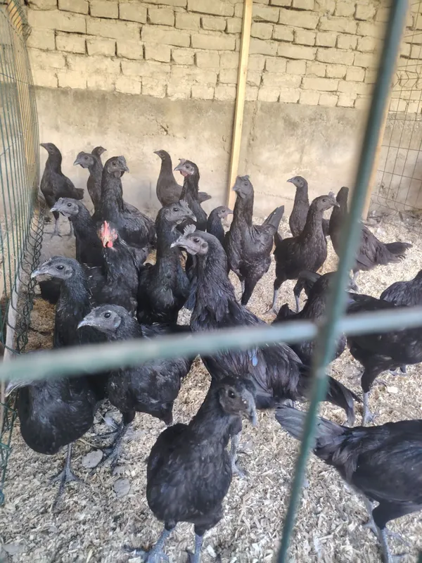 Аям Цемани куры 3+1 3