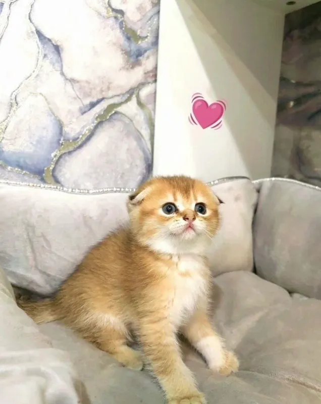 шотландские вислоухие котята — фото 2