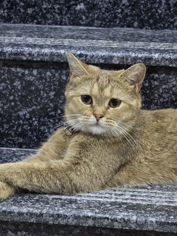 Shinshilla chistokrvniy 2 Shinshilla chistokrvniy 2