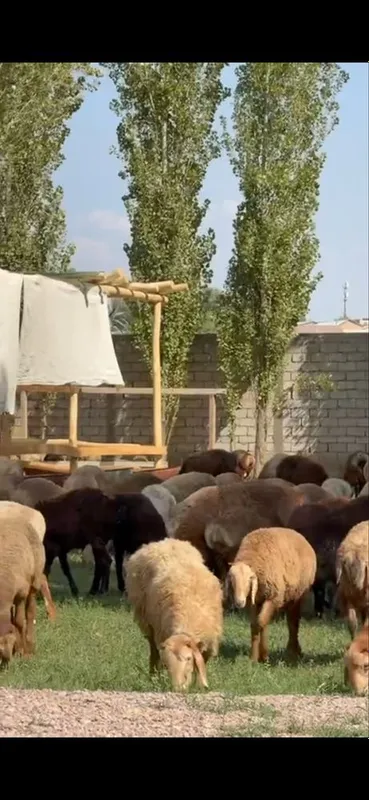 Assalomualekom qozi qochqorla va urgochi qoyla bor 200 bosh sotuvga 1 Assalomualekom qozi qochqorla va urgochi qoyla bor 200 bosh sotuvga 1