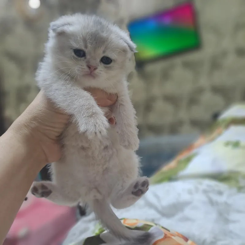 Котёнок от правильной вязки 2