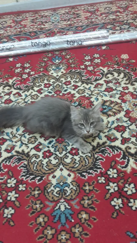 Отдаём котят в хорошие руки 1