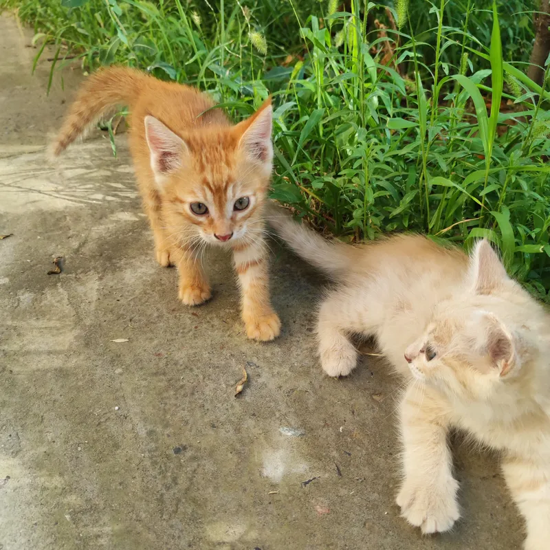 котята 1 котята 1