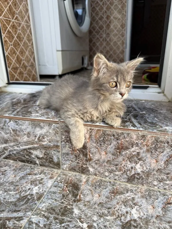 Отдам бесплатно красивого котенка! — фото 2