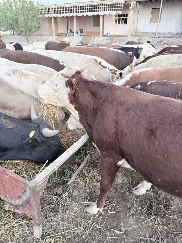 Mol buqa мол бука быки 4 Mol buqa мол бука быки 4