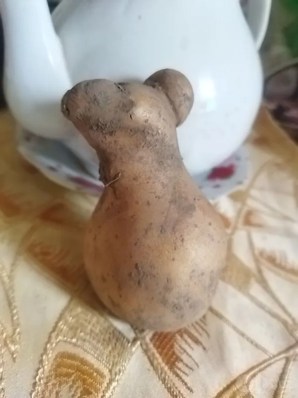 Kartoshka shaklidagi haykalchalar sotiladi 4 Kartoshka shaklidagi haykalchalar sotiladi 4