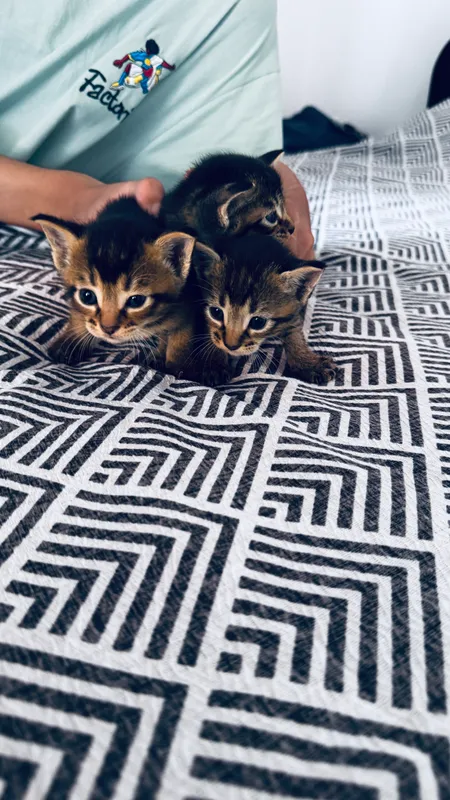 Абиссинские котята 1