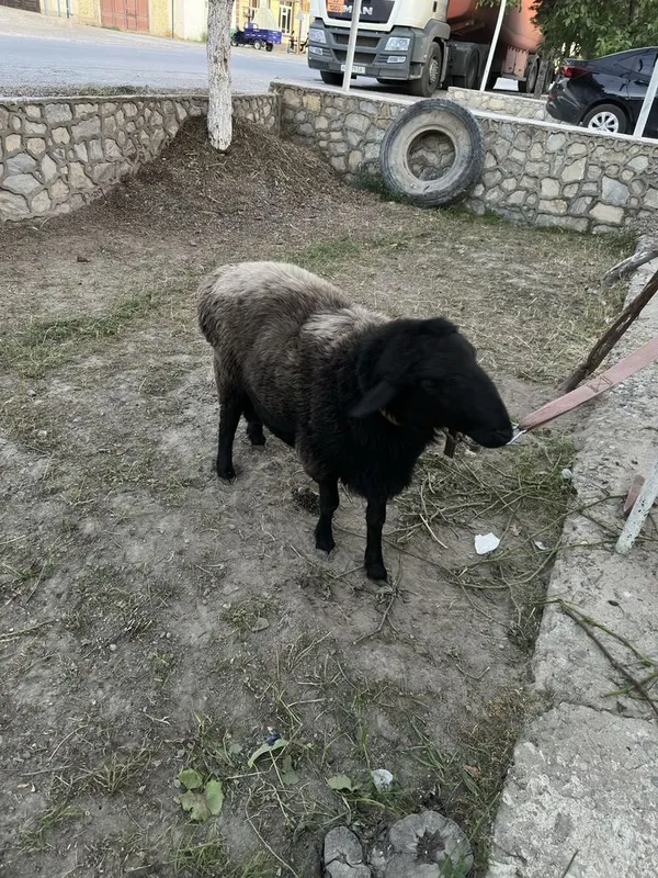 Qo’y sotiladi 75 kg qo’chqor
