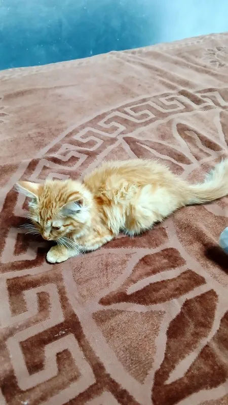 Мишик Сибирская кошка