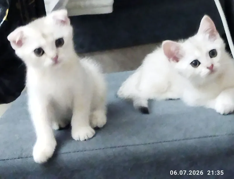 Ajoyib mushukchalar sotiladi, kumush chinchilla 1
