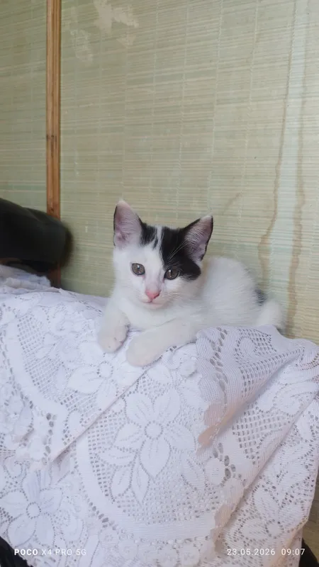Отдаю в хорошие руки.Ест все к ладку приучина.