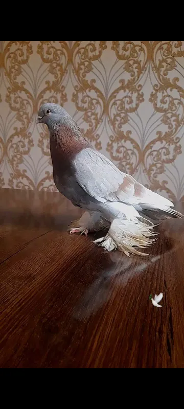 kabutarlar sotiladi 3 kabutarlar sotiladi 3