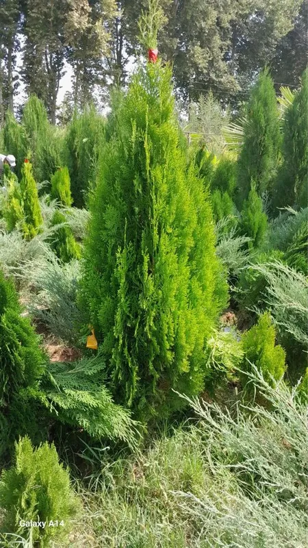 Archa va Manzarali daraxtlar Dexqondan Surxondaryo Sariosiyo — фото 5