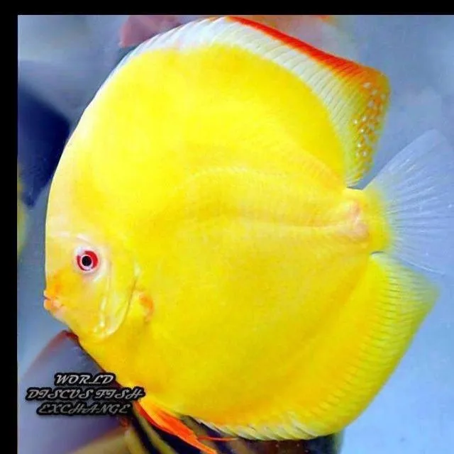 Дискус Diskus Дискус Albino goldon 1 Дискус Diskus Дискус Albino goldon 1