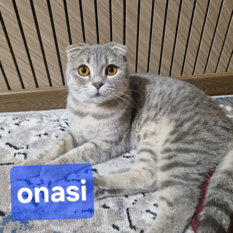 Shotland Fold va Straight toza qon mushukchalar 1 Shotland Fold va Straight toza qon mushukchalar 1
