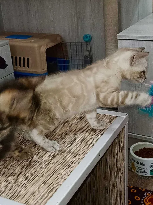 Бенгальские котята — фото 4