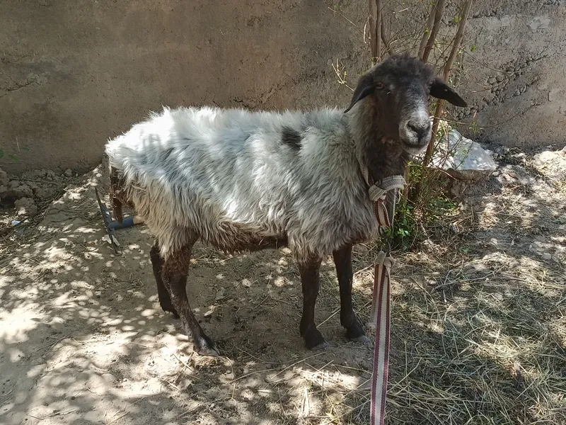 Quy sotiladi kelishtirib beramiz 2 Quy sotiladi kelishtirib beramiz 2