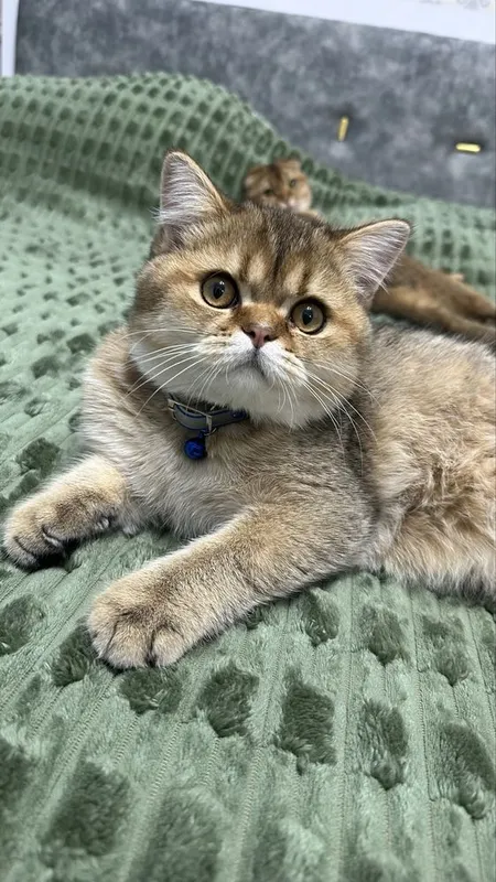 Вязка Кот Скотиш Страйт Золотая шиншила — фото 5