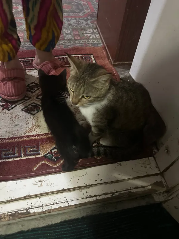 кошка с котятами ищет дом — фото 1 кошка с котятами ищет дом — фото 1