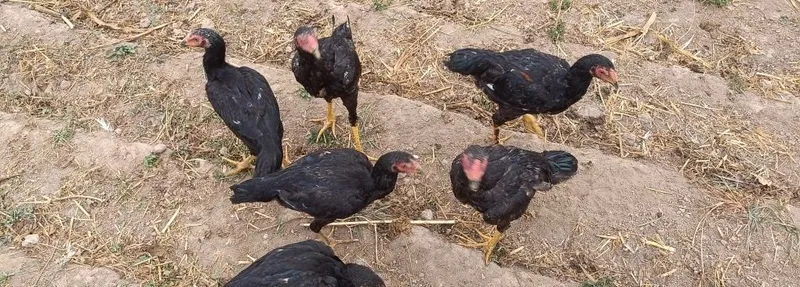 Продаются петухи и курицы 6 Продаются петухи и курицы 6