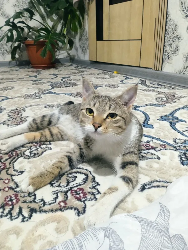 кошка с котятами ищет дом кошка с котятами ищет дом