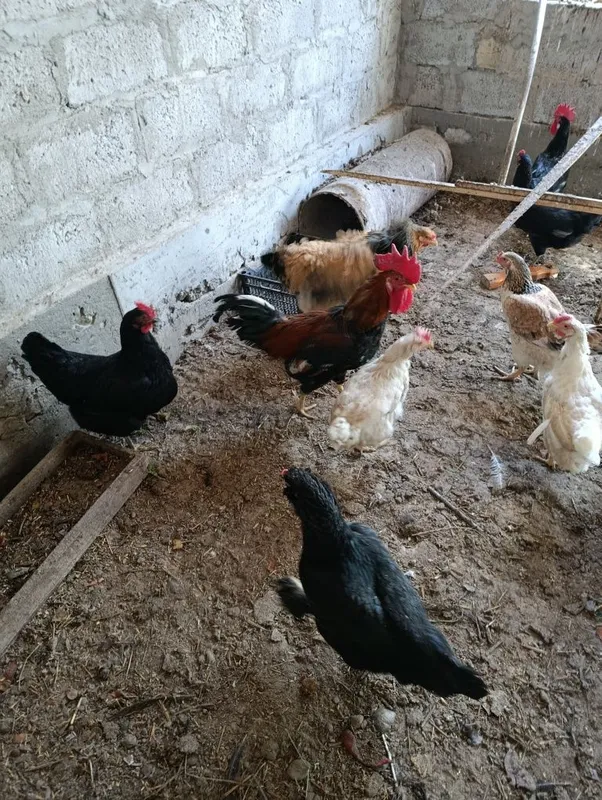 Dakan xoʻrozlar sotiladi 2 Dakan xoʻrozlar sotiladi 2