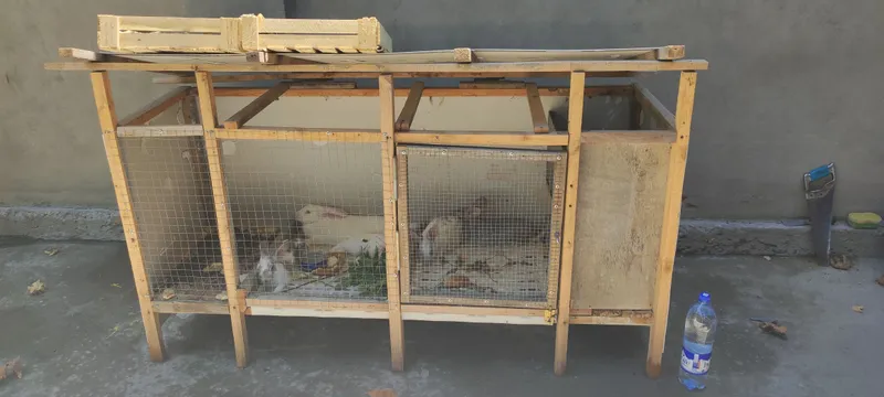 кролики 2