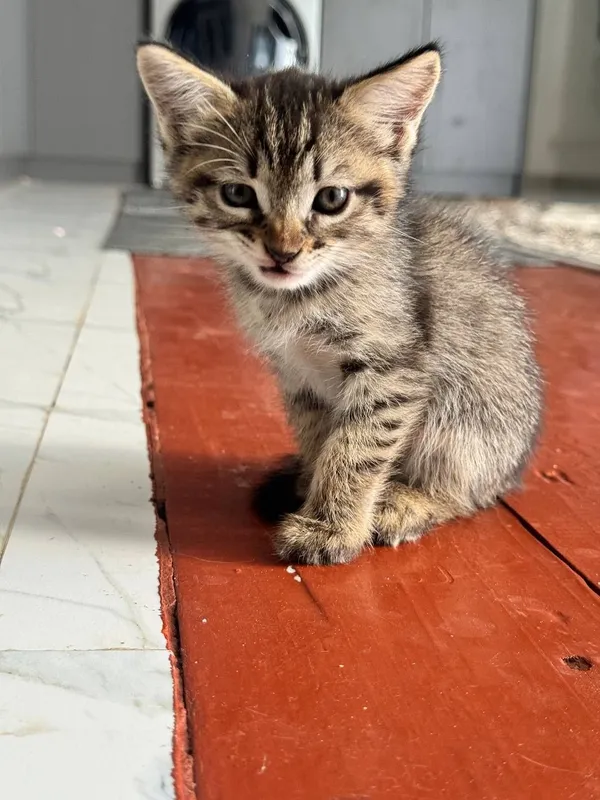 Кошка Адам хорошие руки бесплатно 2 мечется читий 3 Кошка Адам хорошие руки бесплатно 2 мечется читий 3