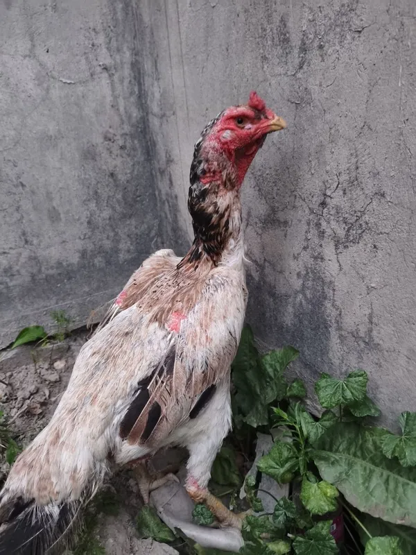 Dakan tovuq sotiladi narxini kelishimiz — фото 2