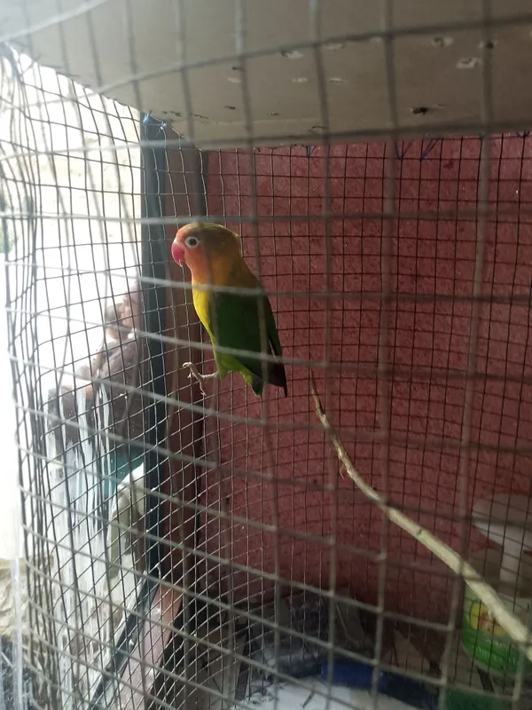 Sotiladi LOVEBIRD sevgi to'tisi narx 650 ming 2