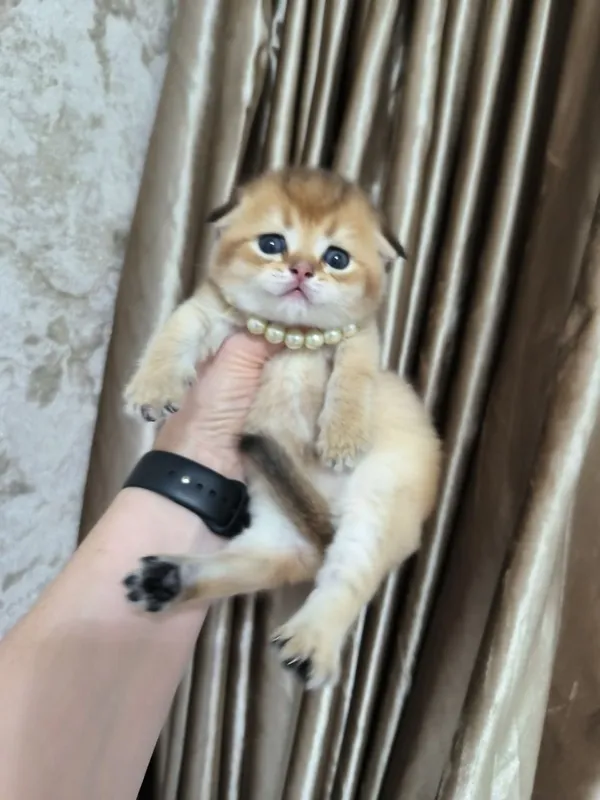 Шикарные котята скотишь фолд — фото 1