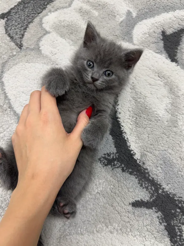 Продаются Скоттиш Страйт котята 1